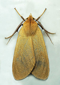 #257 Valle Del Cauca 2100m