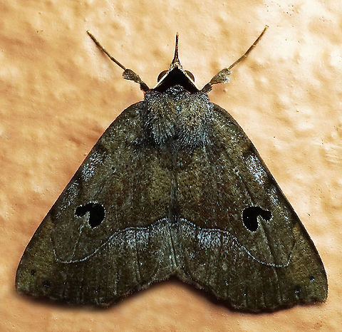 #258 Dapa, Valle Del Cauca 2100m