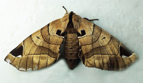 Apadelodes sp. Dapa, Valle Del Cauca 2100m