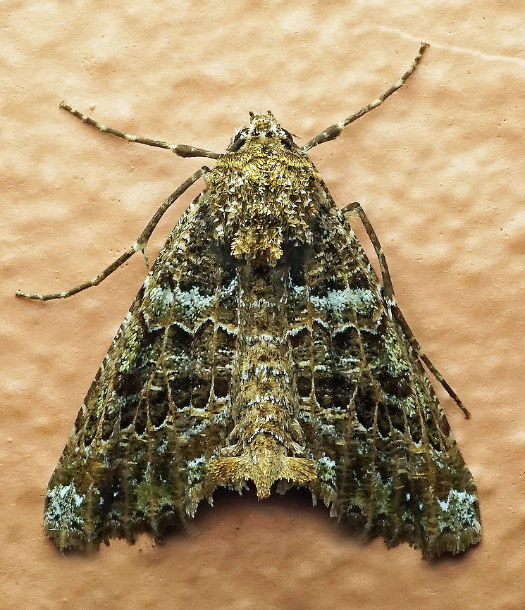 #261 Dapa, Valle Del Cauca 2100m