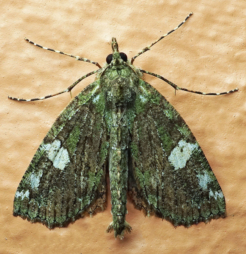 #262 Dapa, Valle Del Cauca 2100m