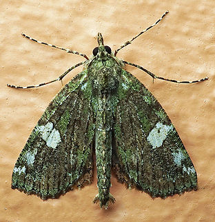 #262 Dapa, Valle Del Cauca 2100m