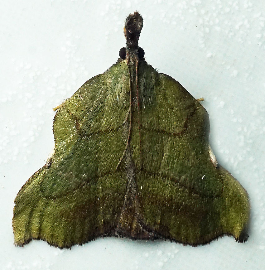 #253 Dapa, Valle Del Cauca 2100m