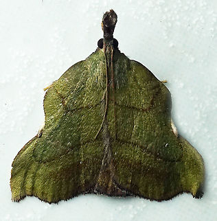 #253 Dapa, Valle Del Cauca 2100m