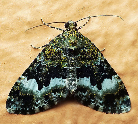 #254 Dapa, Valle Del Cauca 2100m