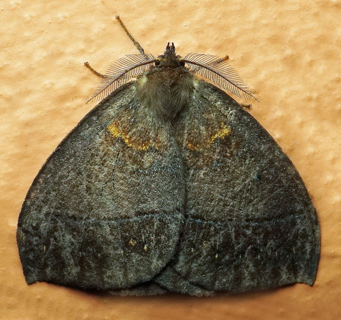 #255 Dapa, Valle Del Cauca 2100m