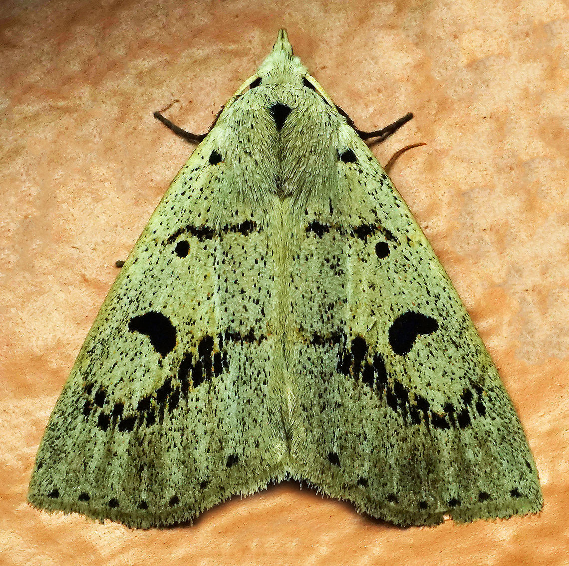 #257 Dapa, Valle Del Cauca 2100m