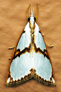 Argyria insons Dapa, Valle Del Cauca 2100m Argyria insons