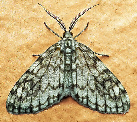 Parallage diaphanata Dapa, Valle Del Cauca 2100m Parallage diaphanata