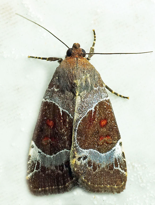 Hampsonodes mastoides Dapa, Valle Del Cauca 2100m Hampsonodes mastoides