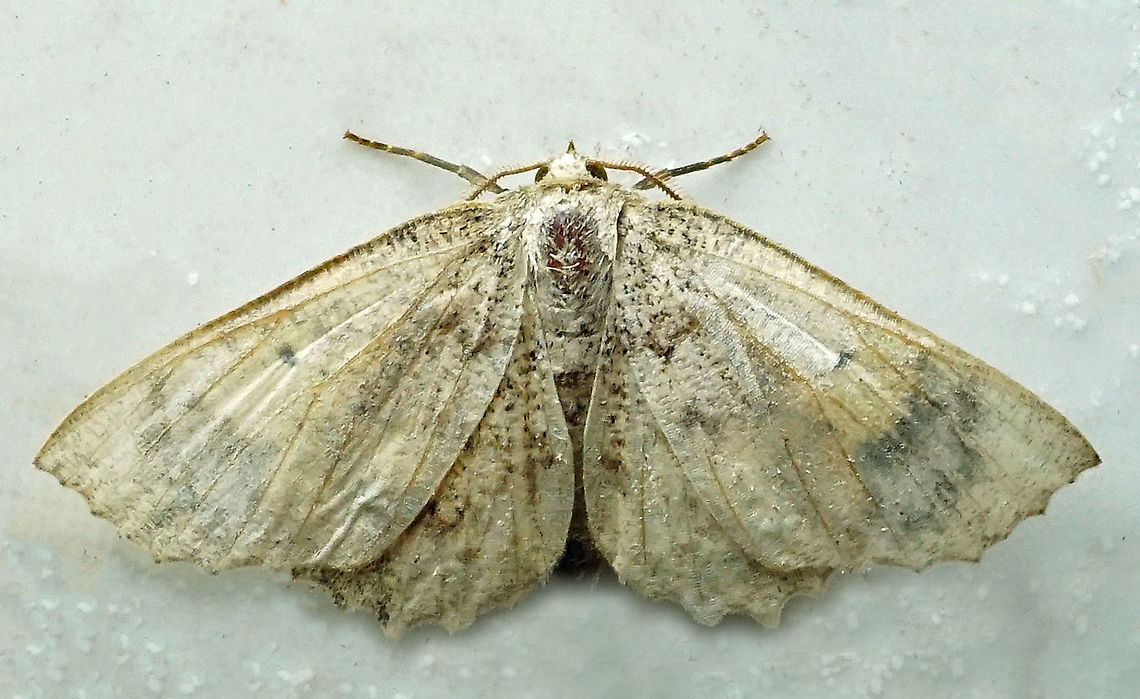 #260 Dapa, Valle Del Cauca 2100m