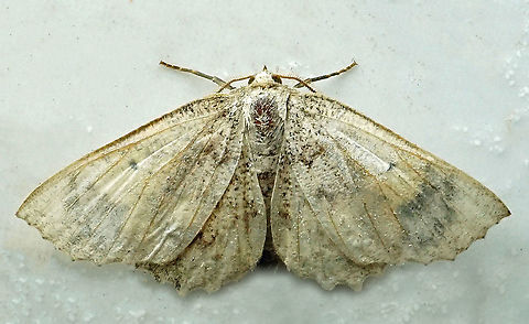 #260 Dapa, Valle Del Cauca 2100m