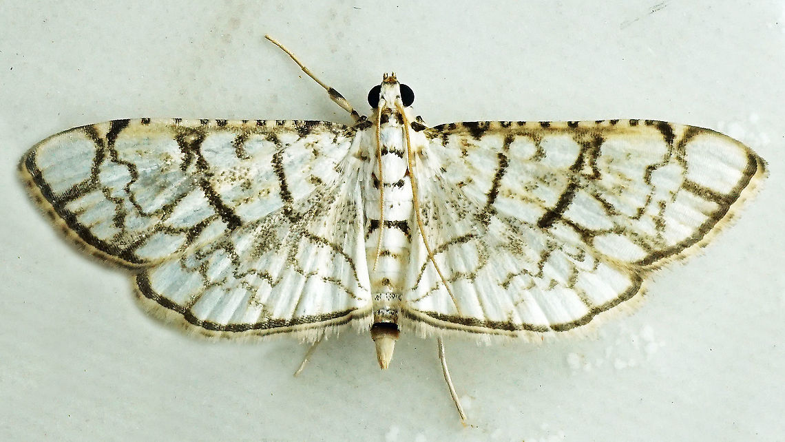 Hileithia rehamalis Dapa, Valle del Cauca 2100m Hileithia rehamalis