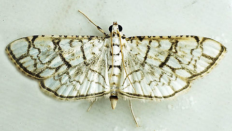 Hileithia rehamalis Dapa, Valle del Cauca 2100m Hileithia rehamalis