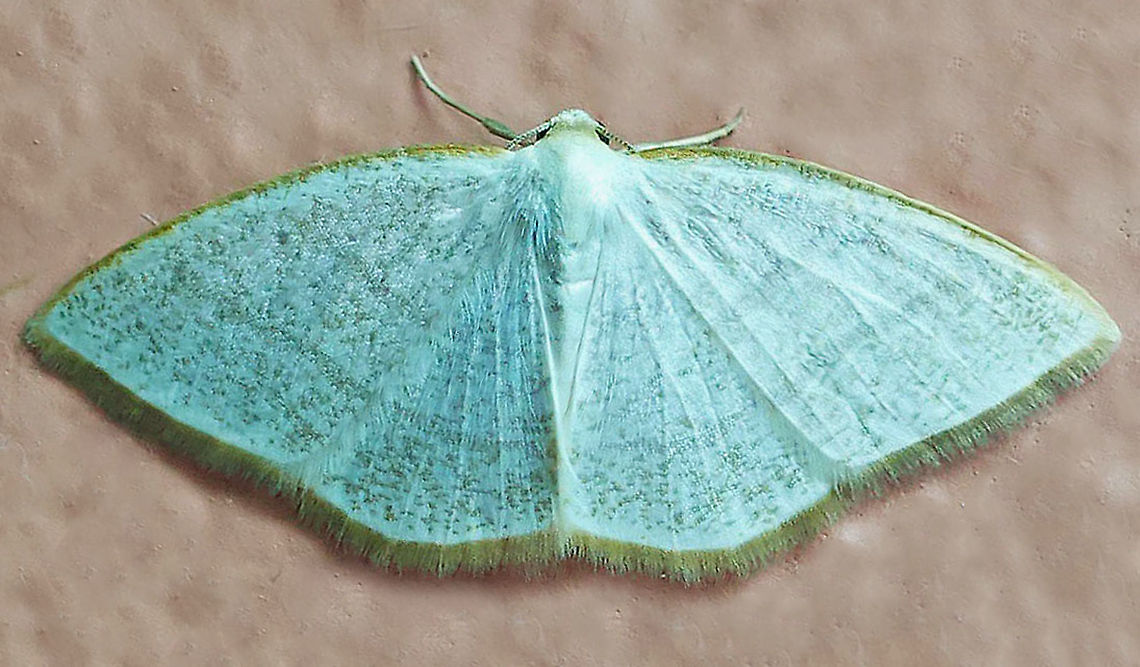 #263 Dapa, Valle Del Cauca 2100m