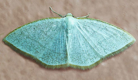 #263 Dapa, Valle Del Cauca 2100m