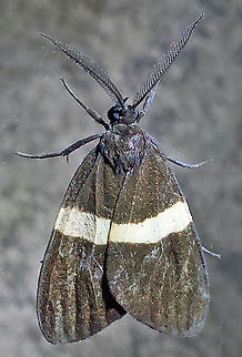 #264 Dapa, Valle Del Cauca 2100m