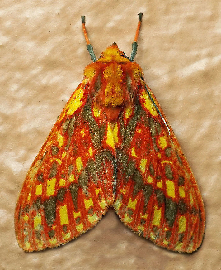 Symphlebia perflua Dapa, Valle del Cauca 2100m Lampruna perflua