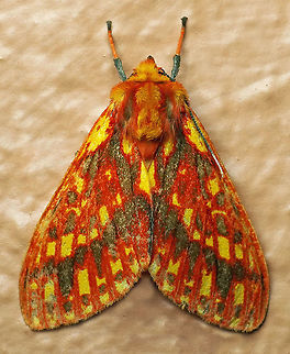 Symphlebia perflua Dapa, Valle del Cauca 2100m Lampruna perflua