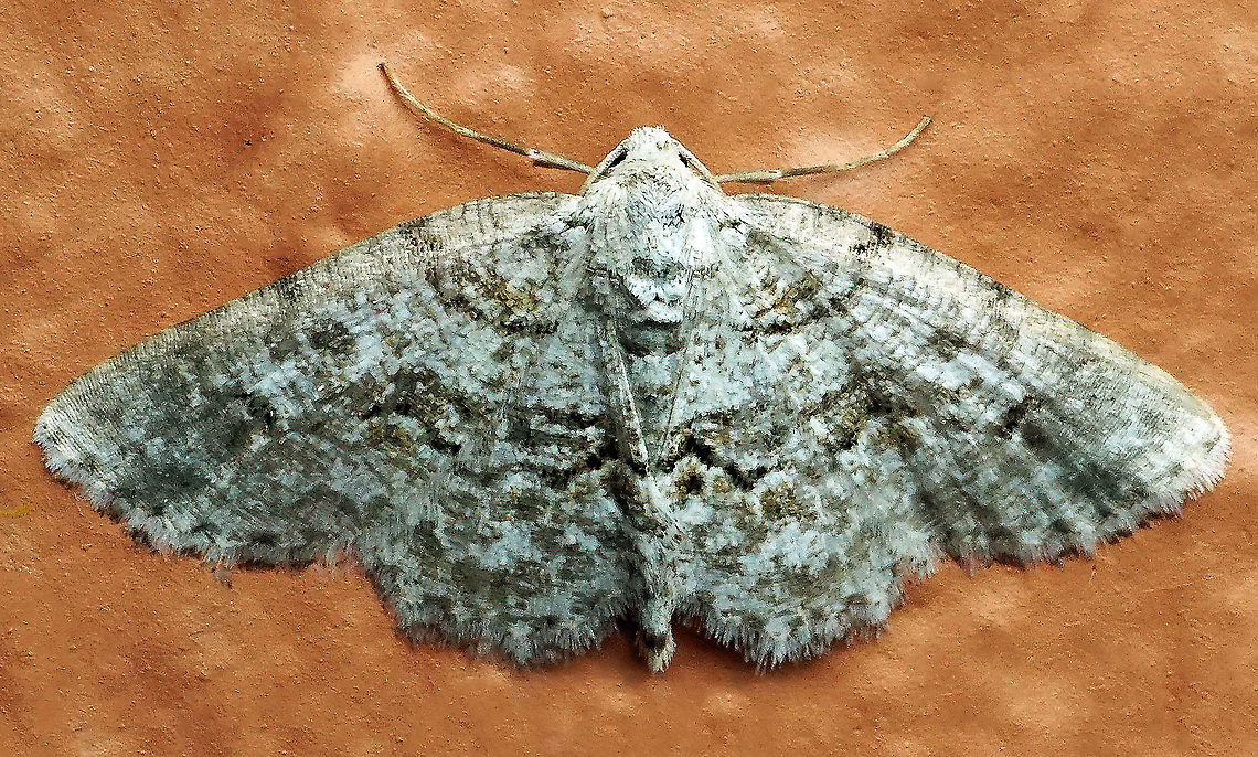 Iridopsis sp. Dapa, Valle del Cauca 2100m