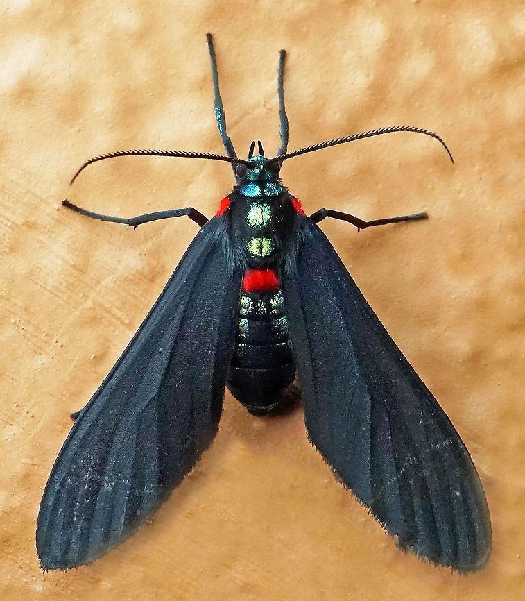 Saurita diffusa Dapa, Valle del Cauca 2100m Saurita diffusa