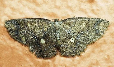 #265 Dapa, Valle del Cauca 2100m