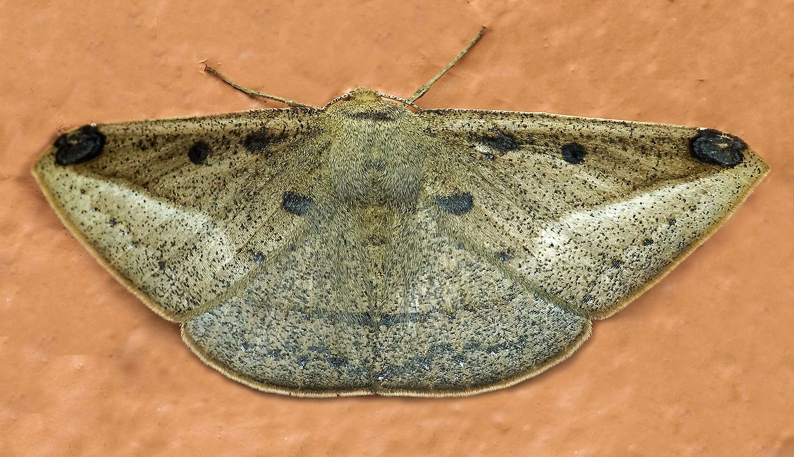 #266 Dapa, Valle del Cauca 2100m