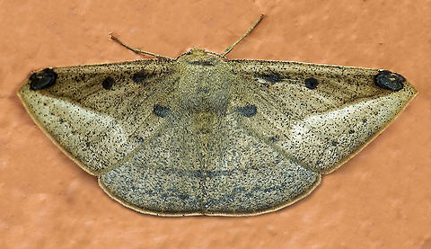 #266 Dapa, Valle del Cauca 2100m