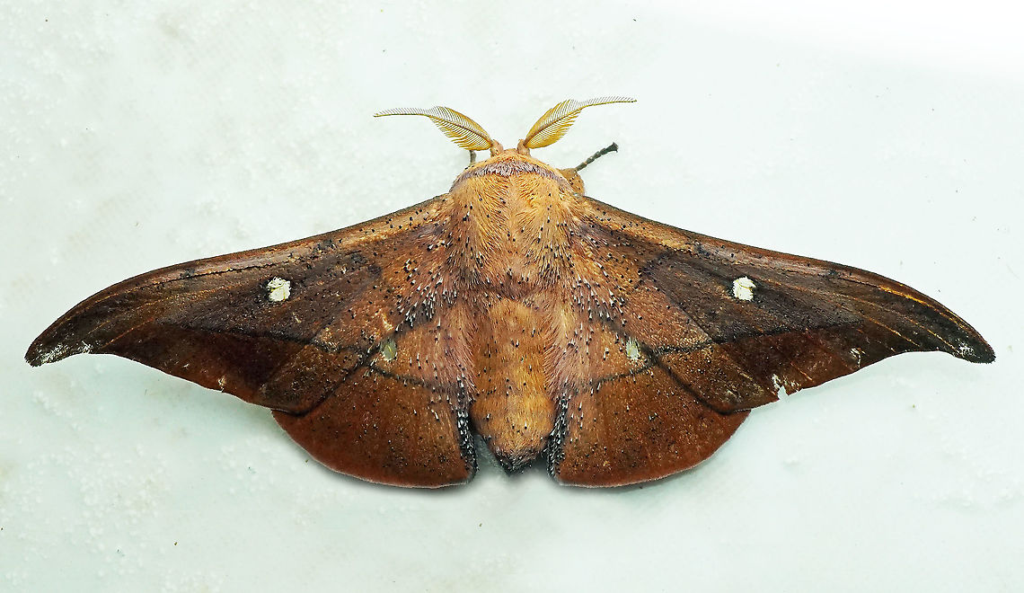 Isoscella peigleri Dapa, Valle del Cauca 2100m Isoscella peigleri