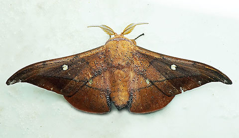 Isoscella peigleri Dapa, Valle del Cauca 2100m Isoscella peigleri