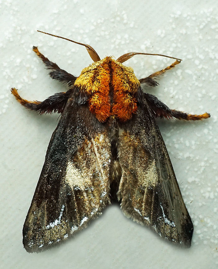 Miresa clarissa Dapa, Valle del Cauca 2100m Miresa clarissa