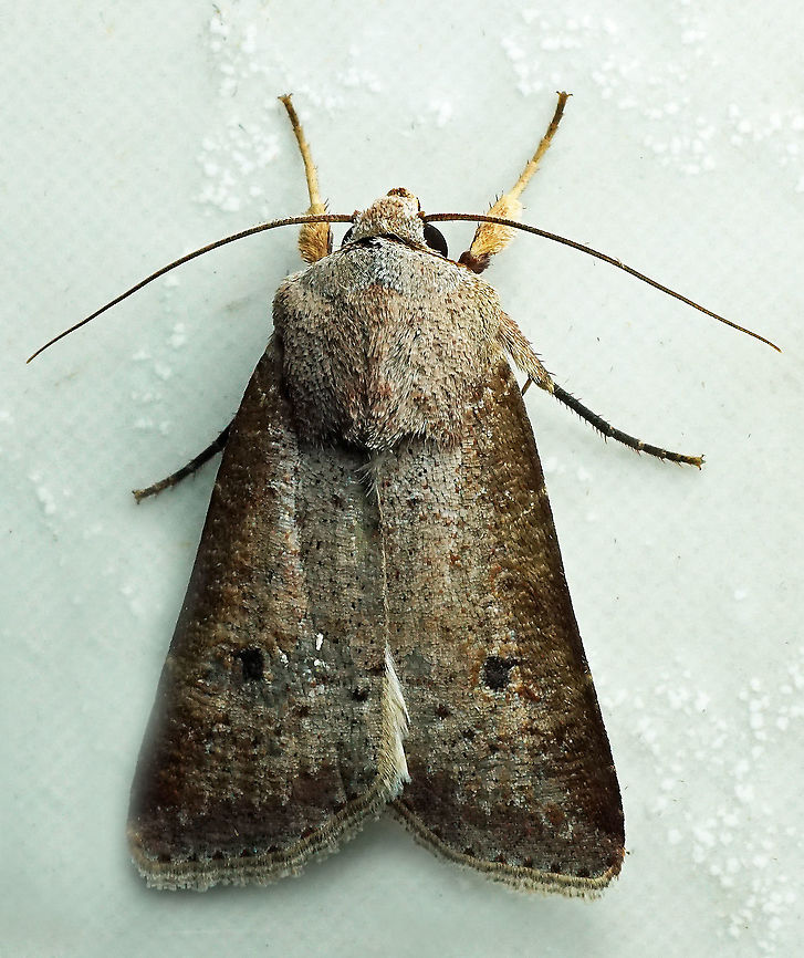 Anicla infecta Dapa, Valle del Cauca 2100m Anicla infecta