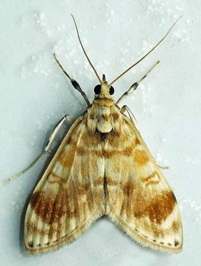 #270 Dapa, Valle del Cauca 2100m