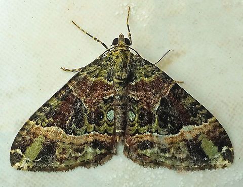 #271 Dapa, Valle del Cauca 2100m