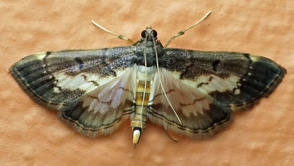 #272 Dapa, Valle del Cauca 2100m