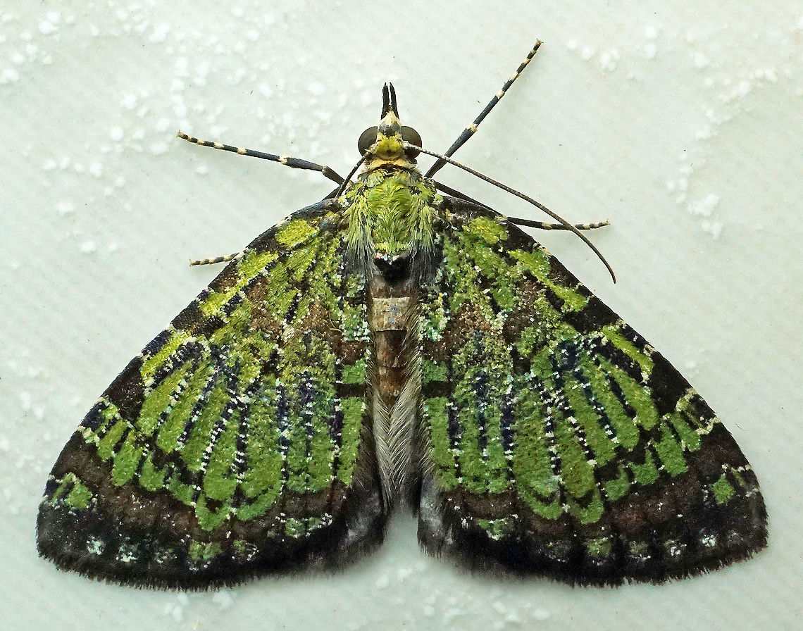 #273 Dapa, Valle del Cauca 2100m