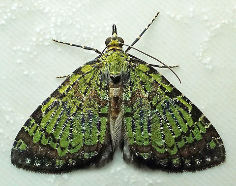 #273 Dapa, Valle del Cauca 2100m