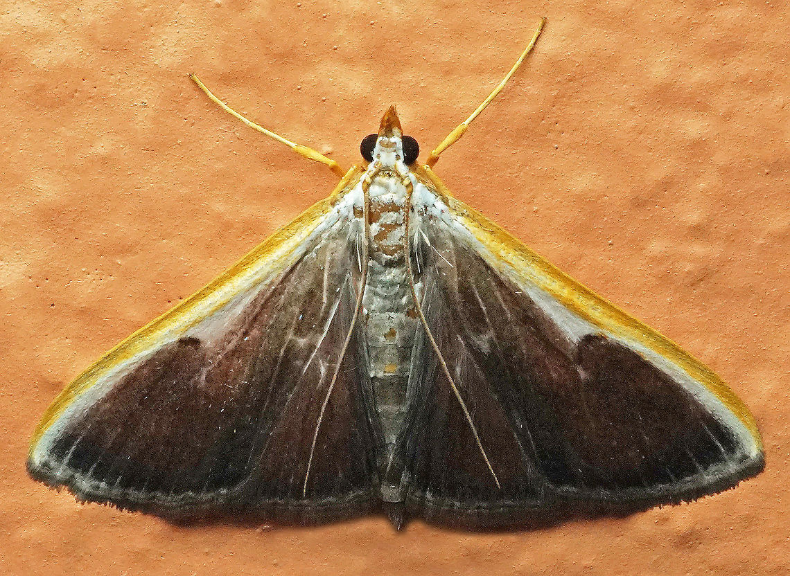 #274 Dapa, Valle Del Cauca 2100m