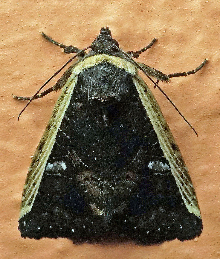 #275 Dapa, Valle Del Cauca 2100m