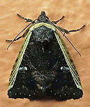 #275 Dapa, Valle Del Cauca 2100m