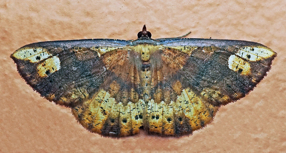 #276 Dapa, Valle Del Cauca 2100m