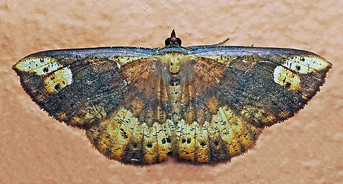 #276 Dapa, Valle Del Cauca 2100m