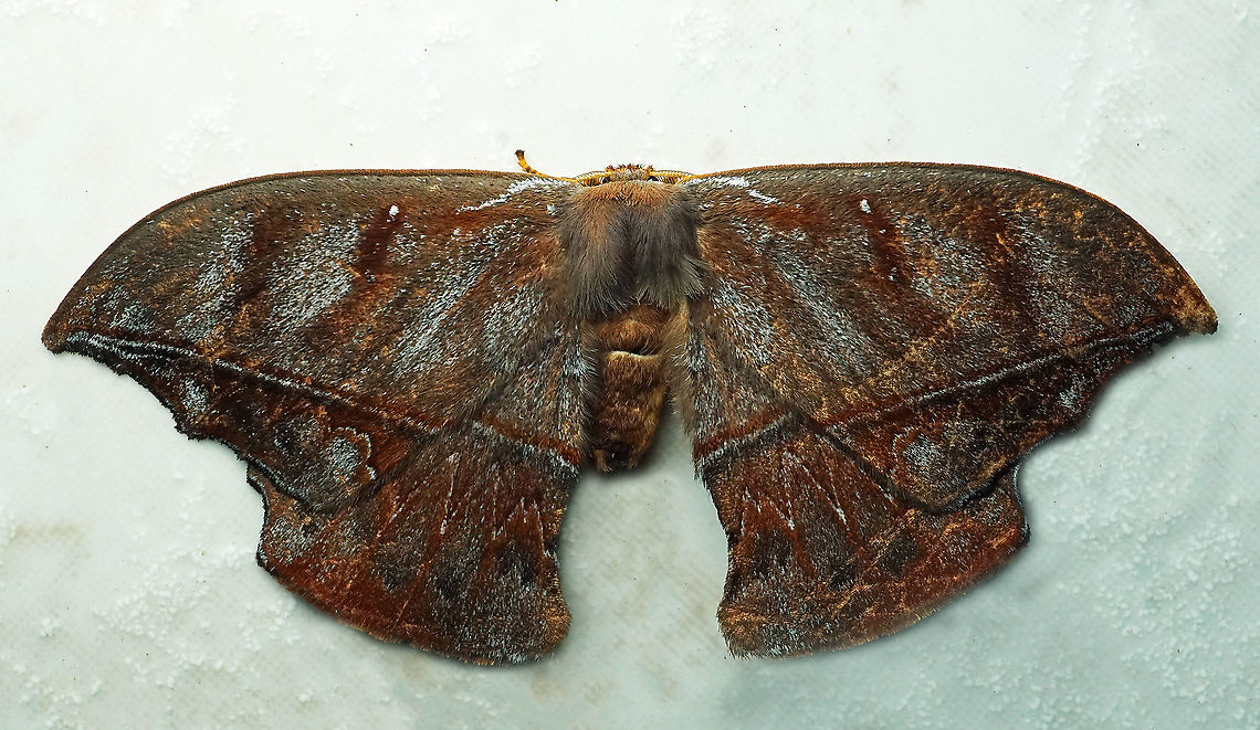 #277 Dapa, Valle Del Cauca 2100m