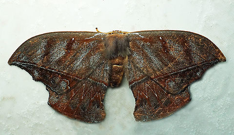 #277 Dapa, Valle Del Cauca 2100m