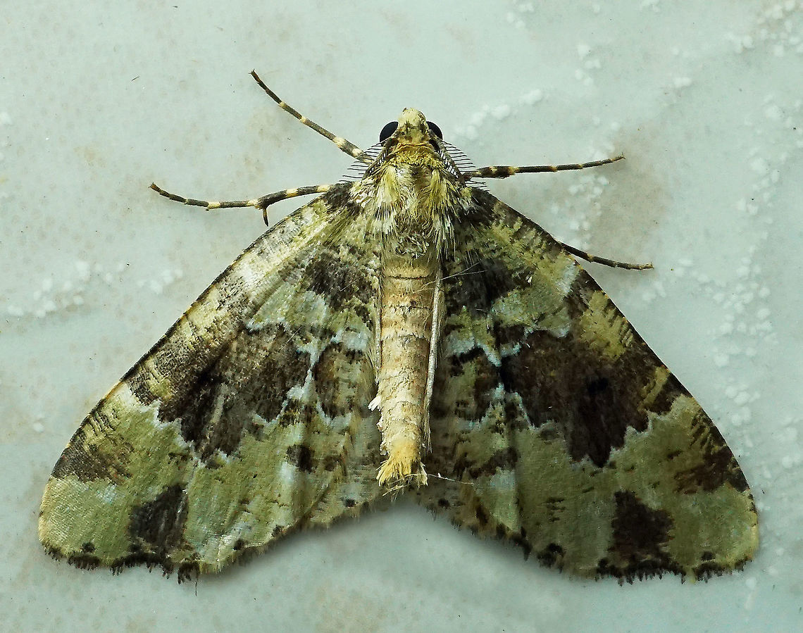 #278 Dapa, Valle Del Cauca 2100m