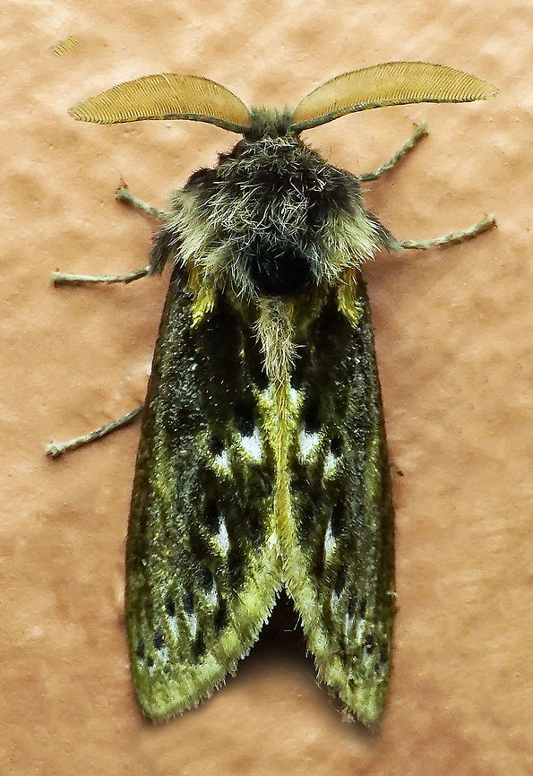 #279 Dapa, Valle del Cauca 2100m