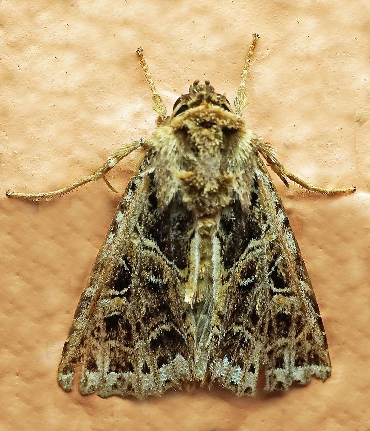 Heterochroma beryllus Dapa, Valle del Cauca 2100m