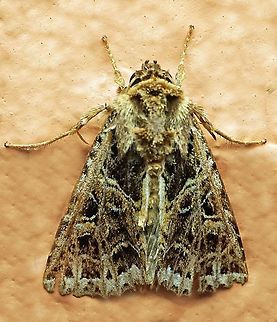 Heterochroma beryllus Dapa, Valle del Cauca 2100m