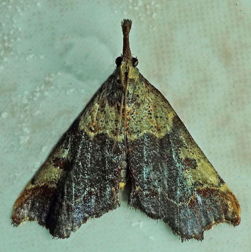 Palthis sp. Dapa, Valle del Cauca 2100m