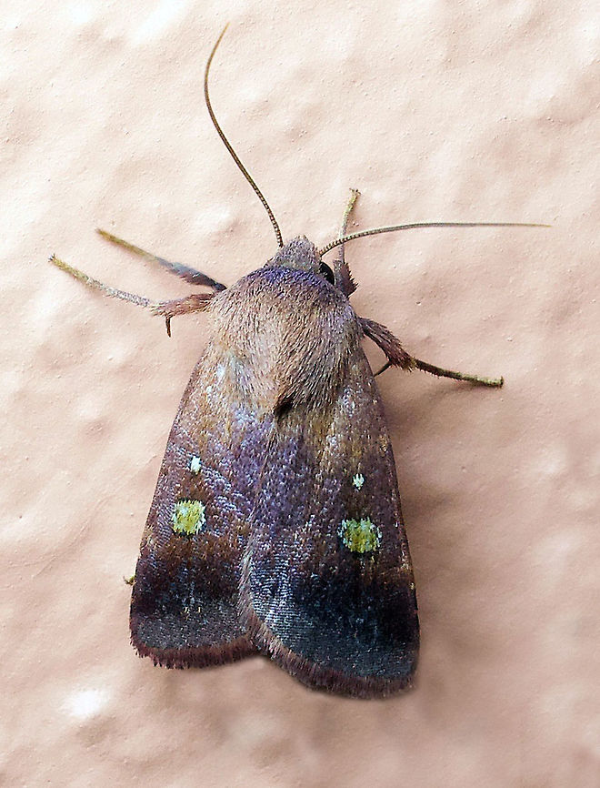 #281 Dapa, Valle del Cauca 2100m